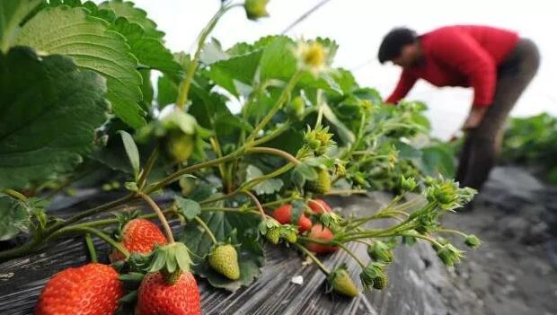 太陽(yáng)能發(fā)電可以有效地消毒草莓溫室